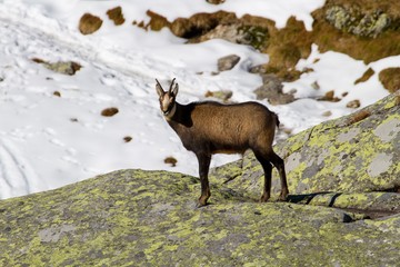 Chamois in the mountains, High Tatras in Slovakia