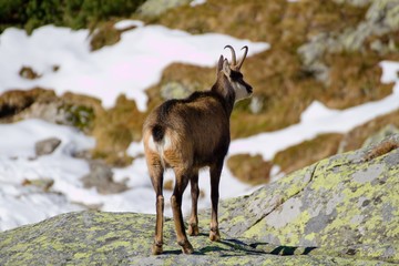 Chamois in the mountains, High Tatras in Slovakia
