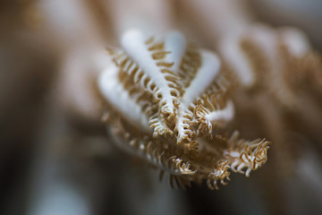 Extreme close-up of a close pump coral polyp, Polypen einer Pumpkoralle 