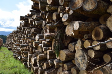 切り出された広葉樹の丸太