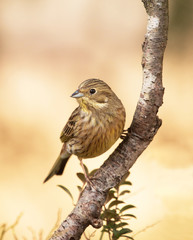 Yellowhammer, (Emberiza citrinella).