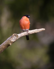 bullfinch, common bullfinch
