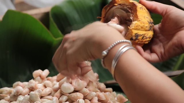 woman holding a ripe cocoa fruit with beans inside and Bring seeds out of the sheath.