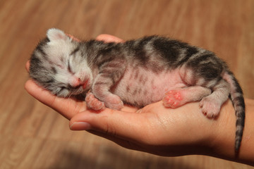 little baby kitten sleep hand wood background