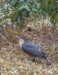 Eurasian sparrowhawk (Accipiter nisus)