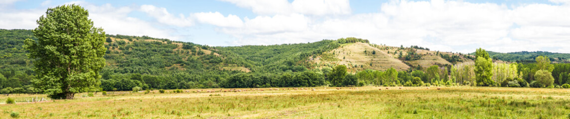 Fototapeta na wymiar Panorama de Paisaje de Pradera y Colinas con manada de vacas pastando