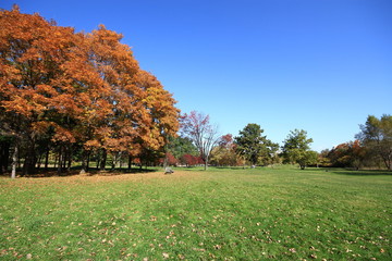 sapporo city park in autumn