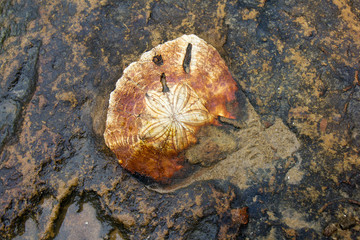 Sea urchin (Echinoidea) fossil on rock