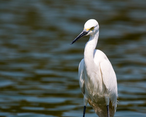 little egret (egretta garzetta)