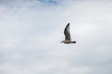 Obraz premium seagull flying in the sky