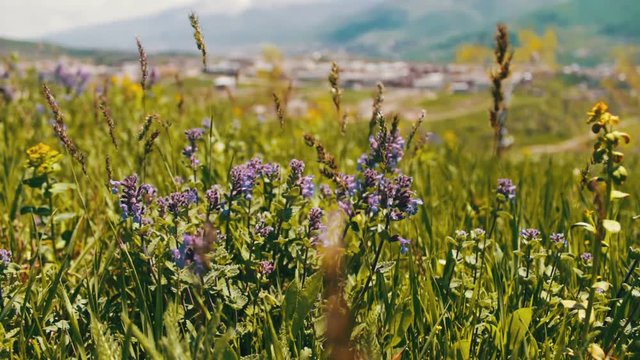 Green fresh juicy spring grass and field of blue flowers in Armenia