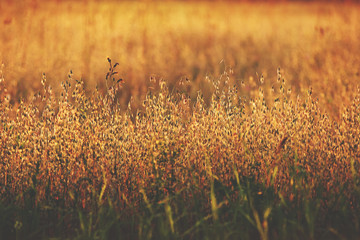 footpath and meadow with, evening sky