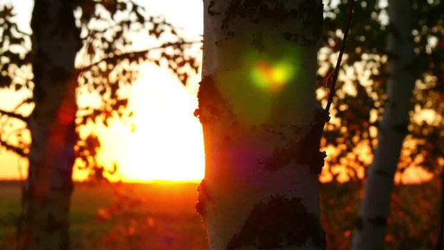 Close-up of a tree trunk in the forest against a sunset background. Sun rays passing through the tree trunk. Motion camera slider