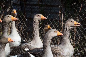Domestic geese on traditional farm