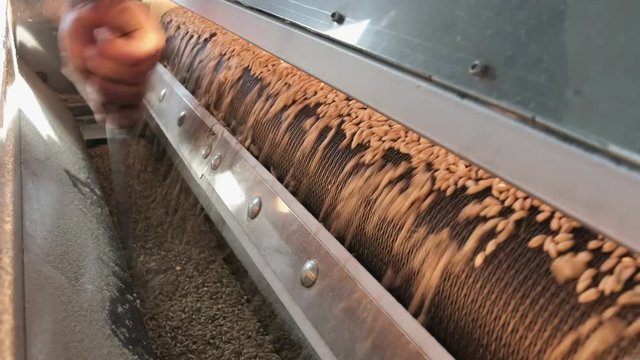 Drying wheat grains in machine