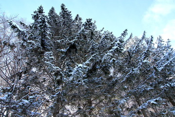 Snow scenery in Sapporo city, Hokkaido