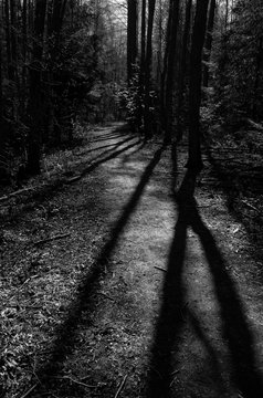 Dark forest trail in Porvoo national urban park Finland