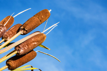 Amphibian perennial herbaceous plant with ripe Týpha brown inflorescence, close-up on the background of blue sky