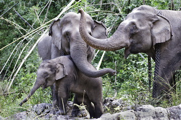 Fototapeta premium Asian Elephants