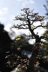 Bonsai Tree