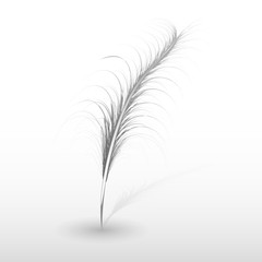 Realistic feather on a white background. Vector illustration EPS10