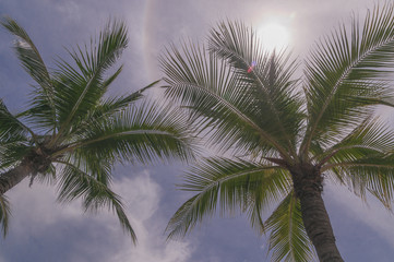 Fototapeta na wymiar palms against the sky