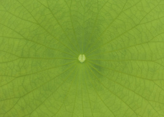 Lotus leaf Use as background