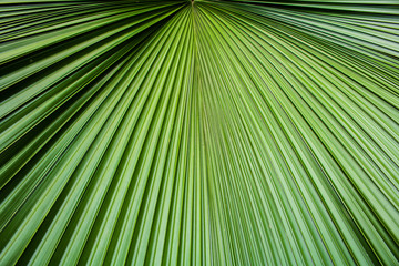 Green leaf pattern texture for background