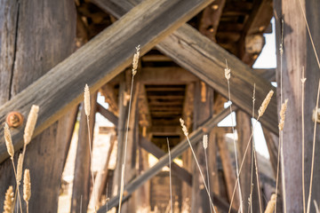 Fototapeta na wymiar Wheat growing under old wooden bridge