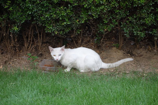 White Odd-eye Cat