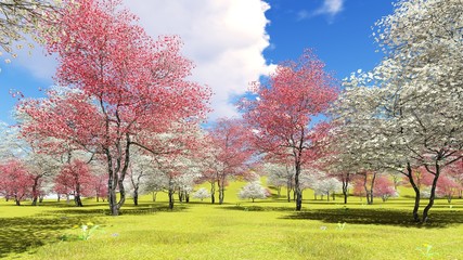 Flowering dogwood trees in orchard in spring time 3d rendering - 175809583