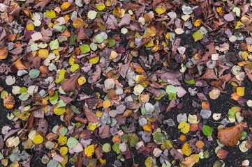 dry autumn leaves on the asphalt