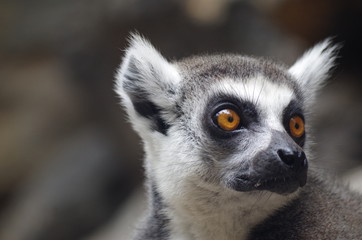 lemur