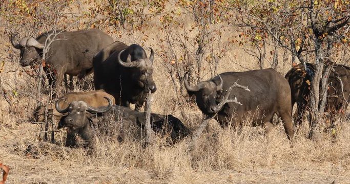African buffaloes (Syncerus caffer) in natural habitat, Kruger National Park, South Africa
