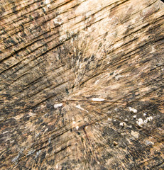 Obraz premium Wood abstract, backgrounds textures