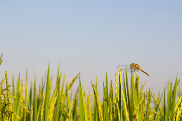 Fototapeta premium Rice field Very green And insect to catch