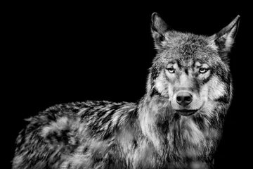 Wandcirkels aluminium wolf vor schwarzem hintergrund © Armin