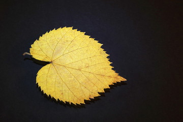 żółty liść 