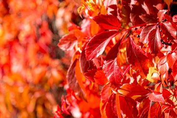 Autumn leaves background. Macro shot of ivy leaves turning red. English Ivy (Hedera Helix) covering walls