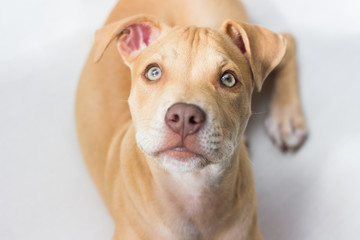 Pit bull puppy portrait closeup