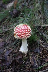 Fliegenpilz im Wald