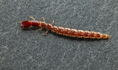Orange rove beetle