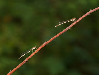 Damselfly couple