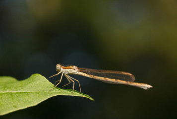 Dragonfly on leaf