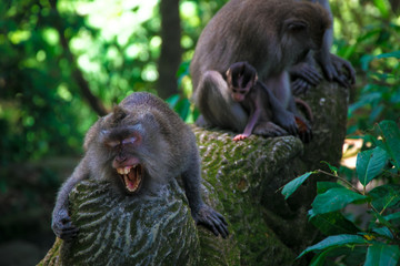 monkey family. Bali 