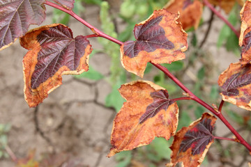 Obraz premium Leaves burn of a cultivar ninebark (Physocarpus opulifolius 