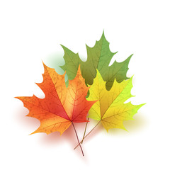 Autumn leaves. Bright colourful autumn maple leaves. Template fo