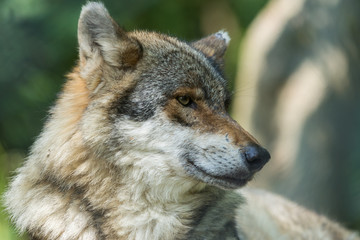 Portrait wolf in sunny spring day