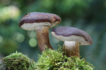 Maronen-Röhrling (Imleria badia) im Herbstwald