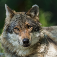 Portrait wolf in sunny spring day